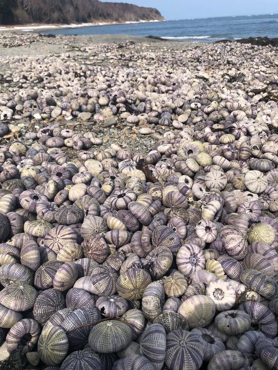 Тысячи мёртвых морских ежей выбросило на берег Сахалина