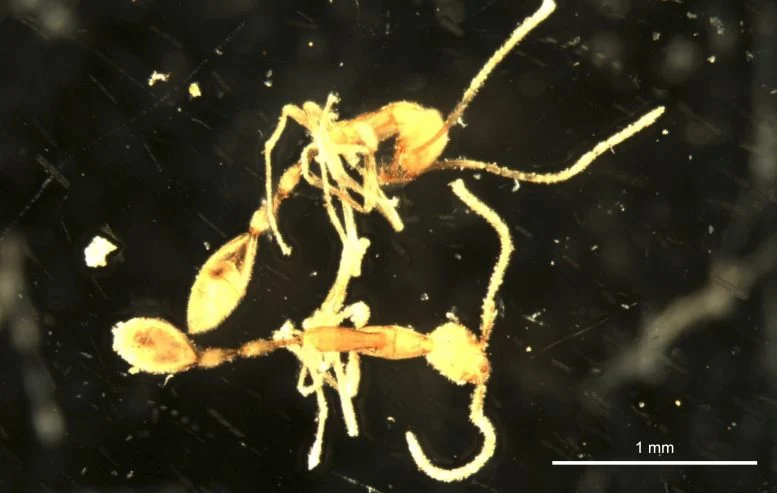 Ученые обнаружили новый вид муравьев на глубине 2,5 км под землей